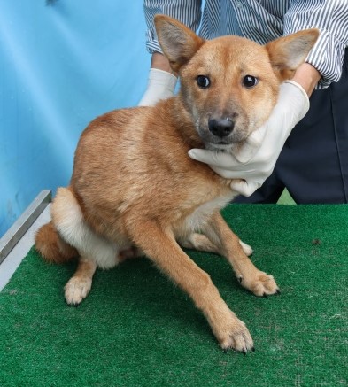 보호중 믹스견의 가…